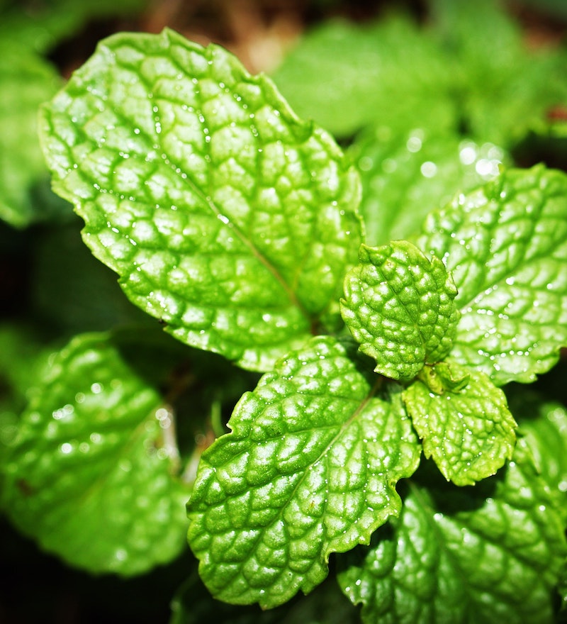 cliomakeup-maschera-viso-pelle-irritata-teamclio-menta