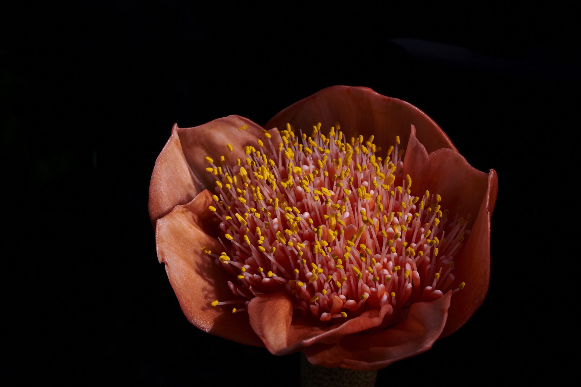 cliomakeup-spotting-premestruale-8-fiore