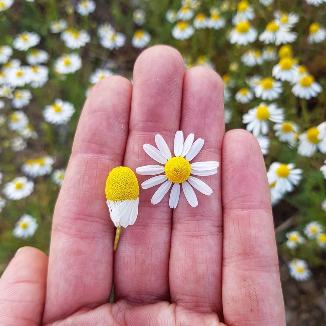 cliomakeup-couperose-17-camomilla