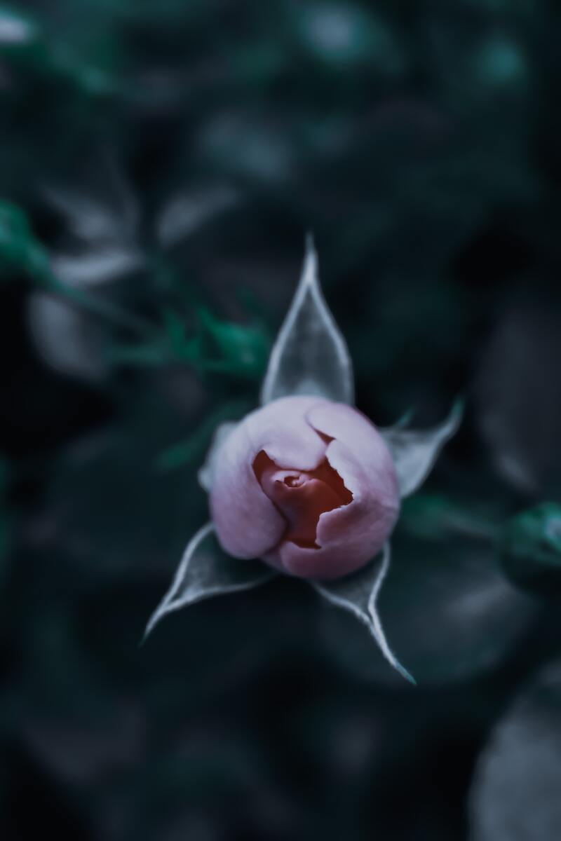 cliomakeup-ovulazione-ovulo