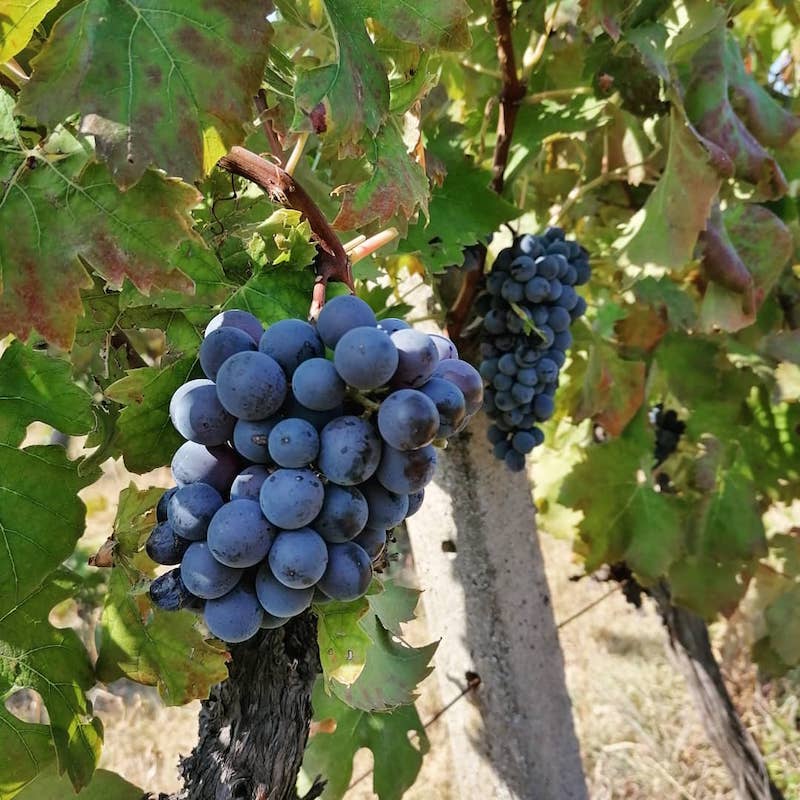 cliomakeup-calabria-ciro-marina-vino