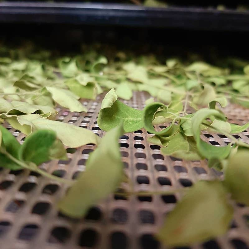 cliomakeup-olio-moringa-teamclio-12