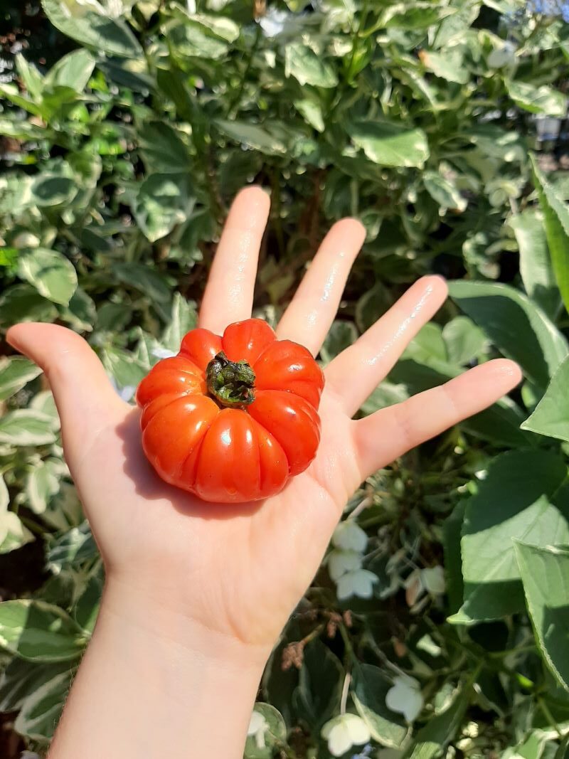 cliomakeup-ricette-insalate-light-9-pomodoro