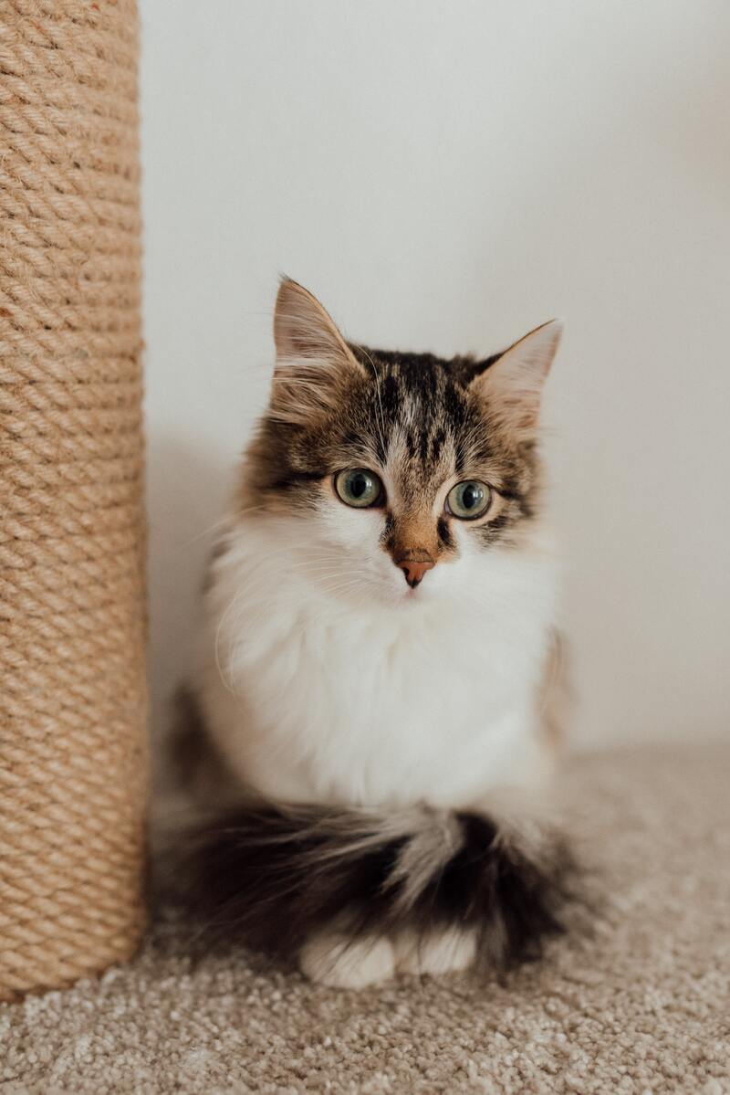 cliomakeup-animali-domestici-bambini-responsabilita