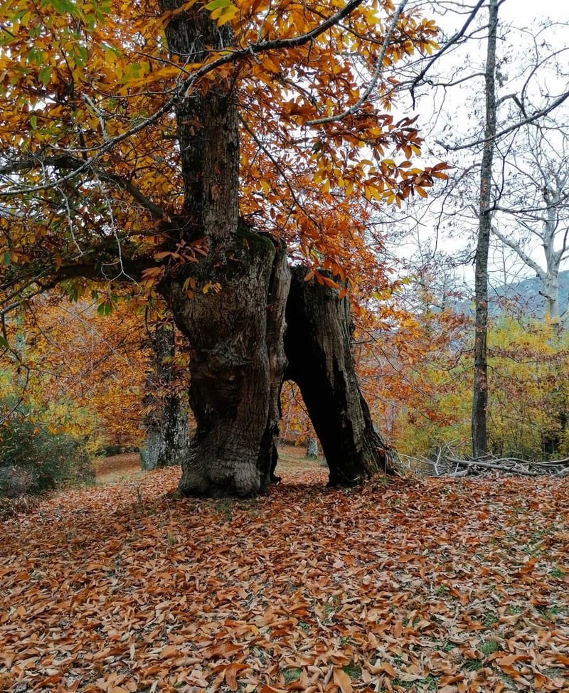 cliomakeup-passeggiate-castagne-bambini-collegiove