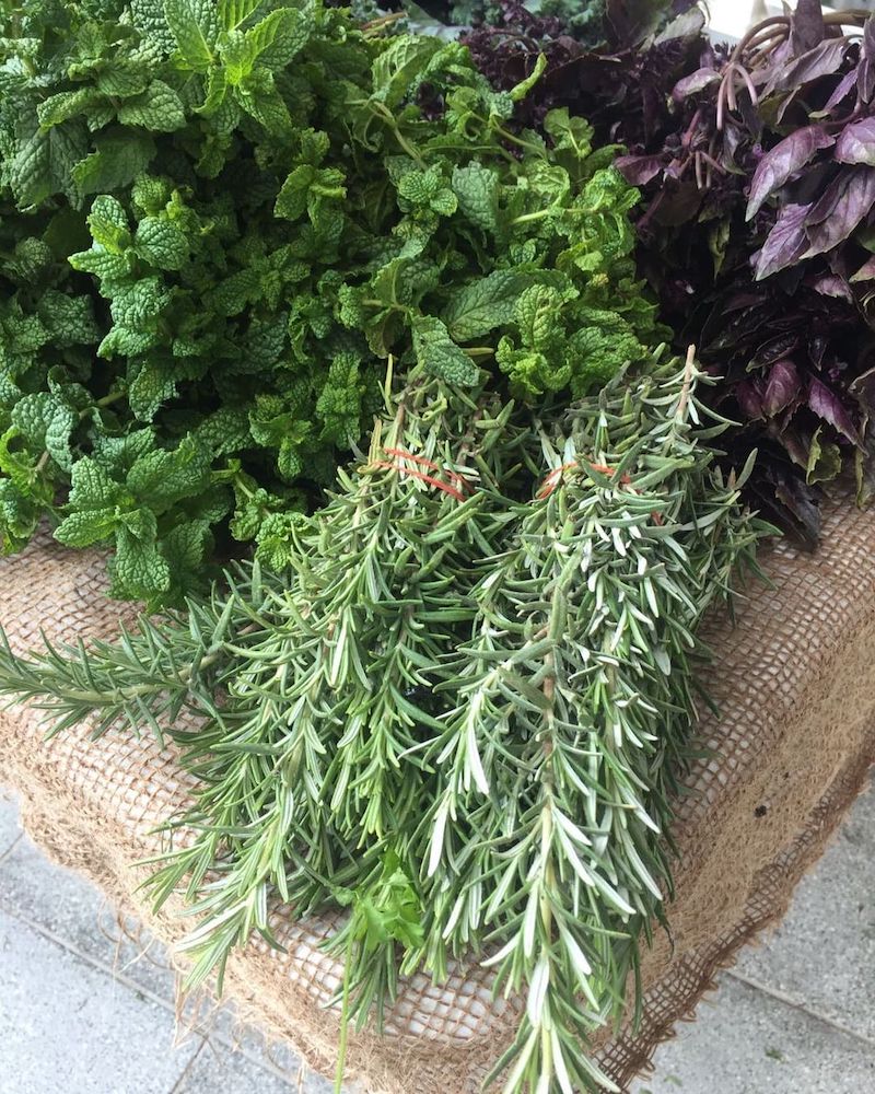 cliomakeup-olio-rosmarino-capelli-teamclio-3