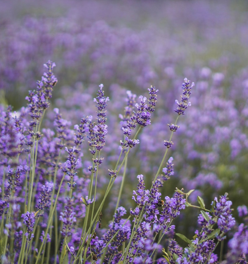 cliomakeup-maschera-viso-fai-da-te-teamclio-rilassante