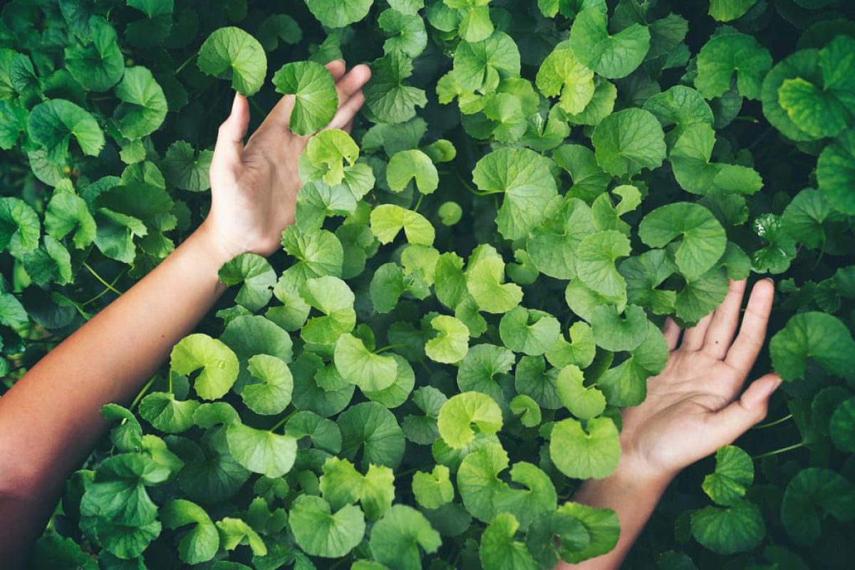 centella-asiatica
