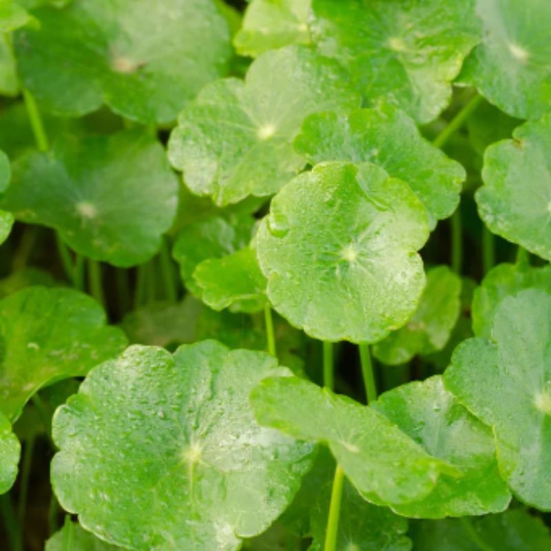 cliomakeup-centella-asiatica-8