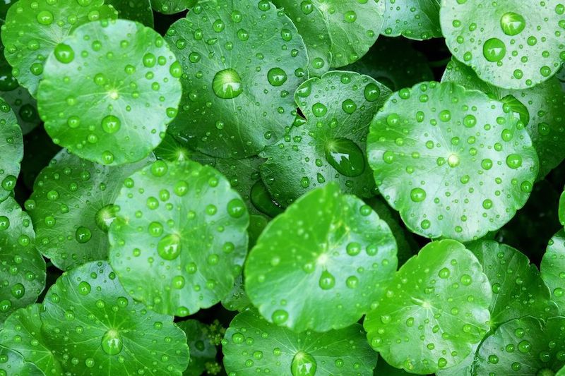 cliomakeup-centella-asiatica-9