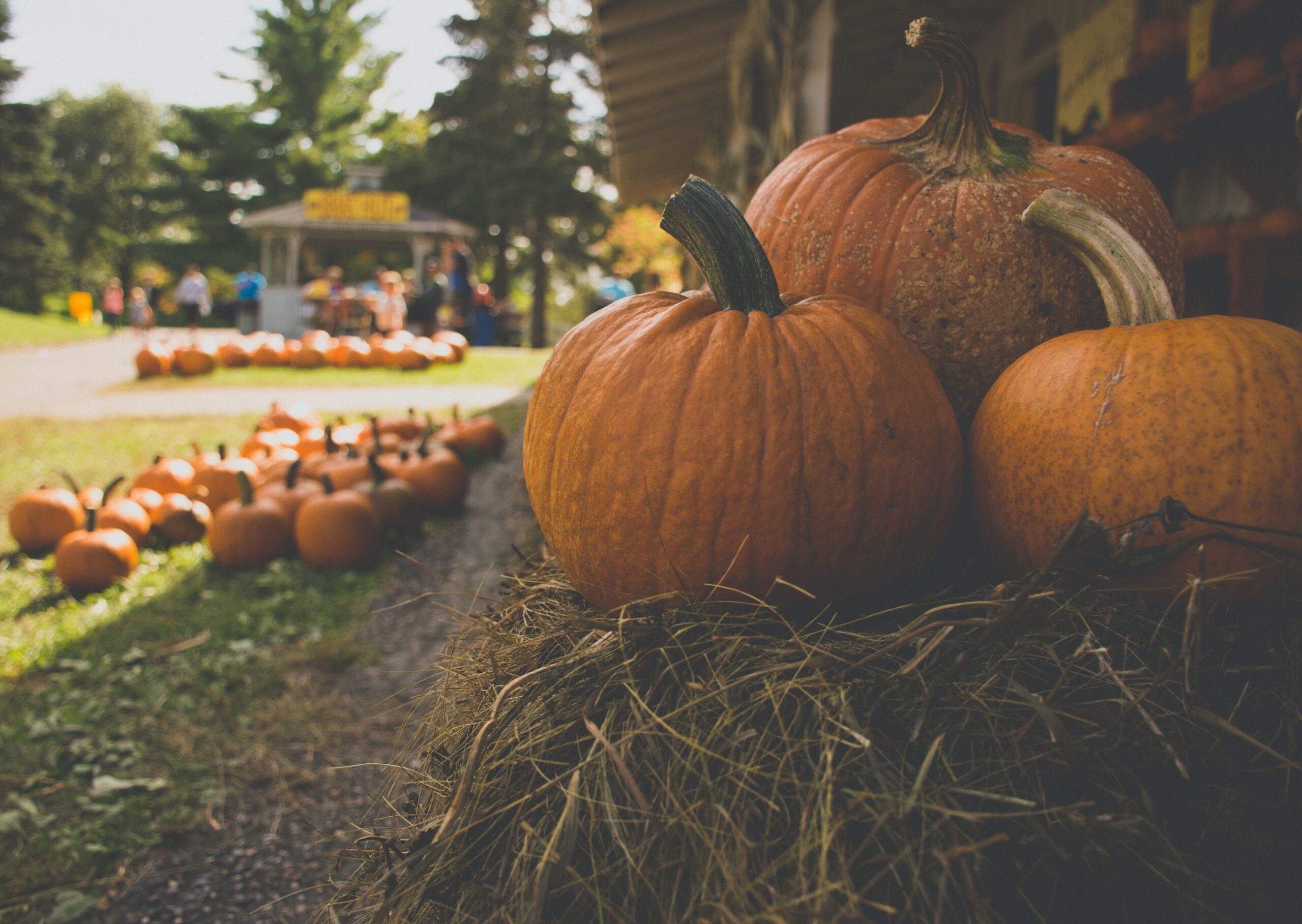 Pumpkin Patch Porn