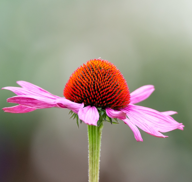 cliomakeup-echinacea-1