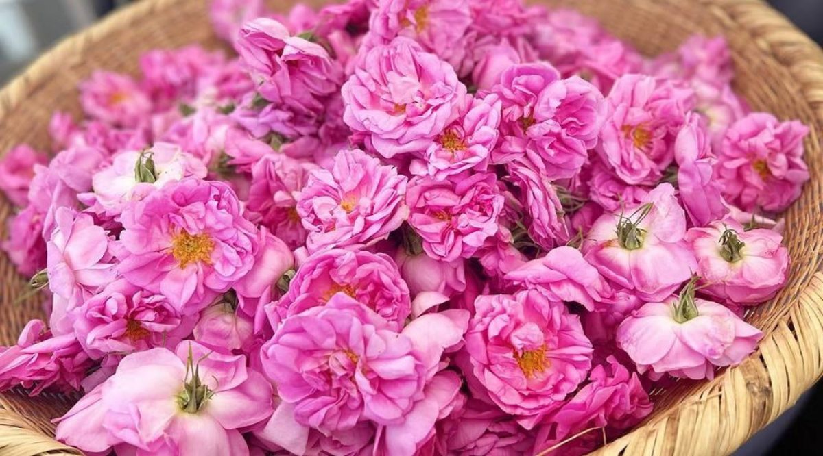 cliomakeup-rosa-damascena-1-copertina