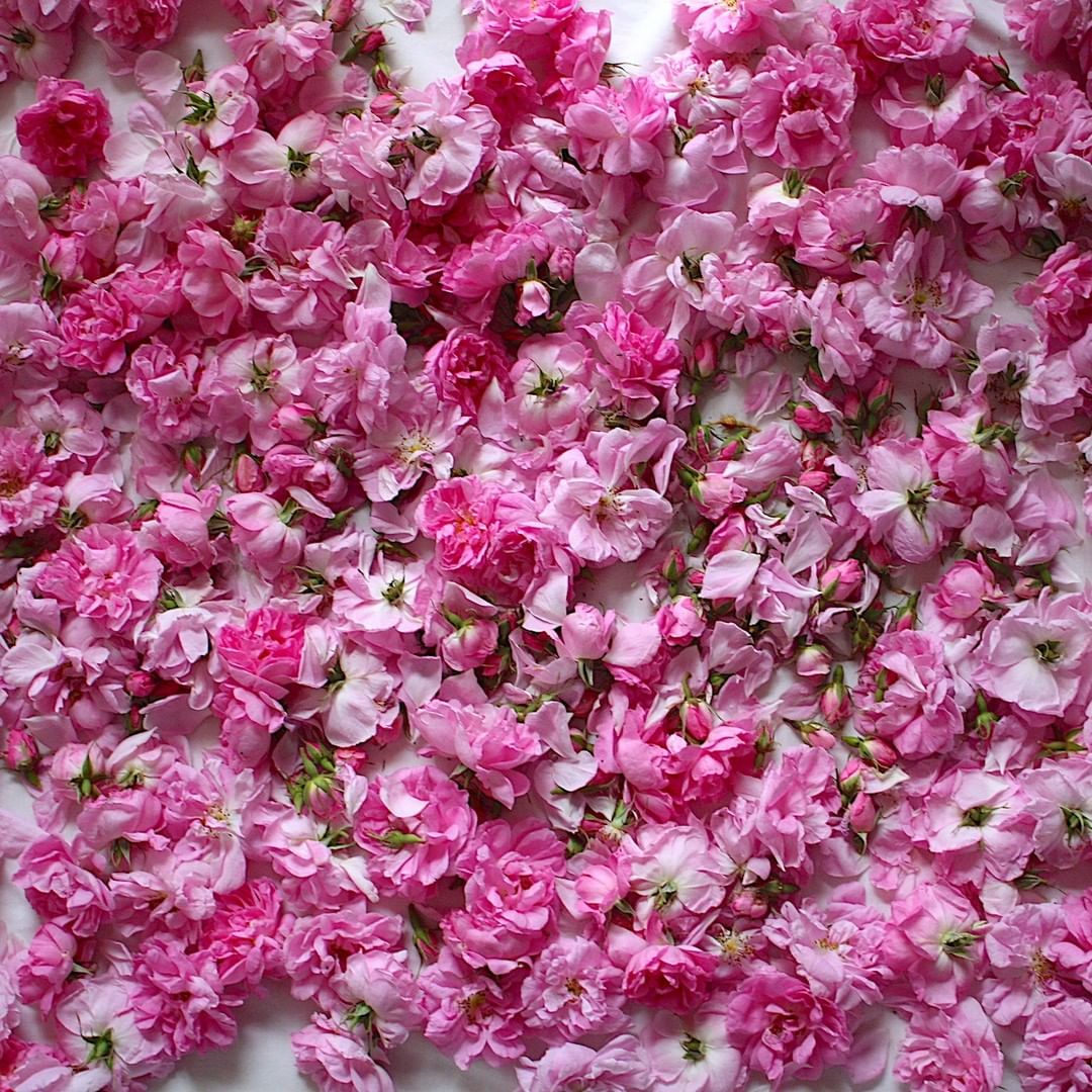 cliomakeup-rosa-damascena-3