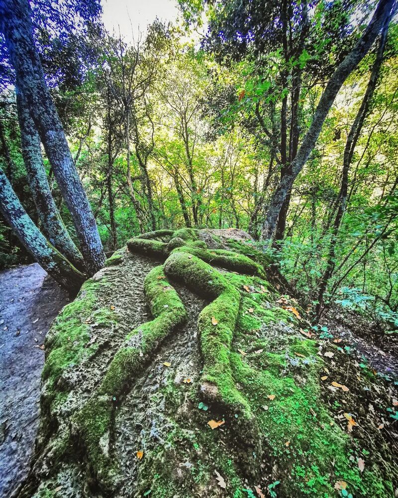 cliomakeup-viaggi-ponte-25-aprile-2024-opera-bosco