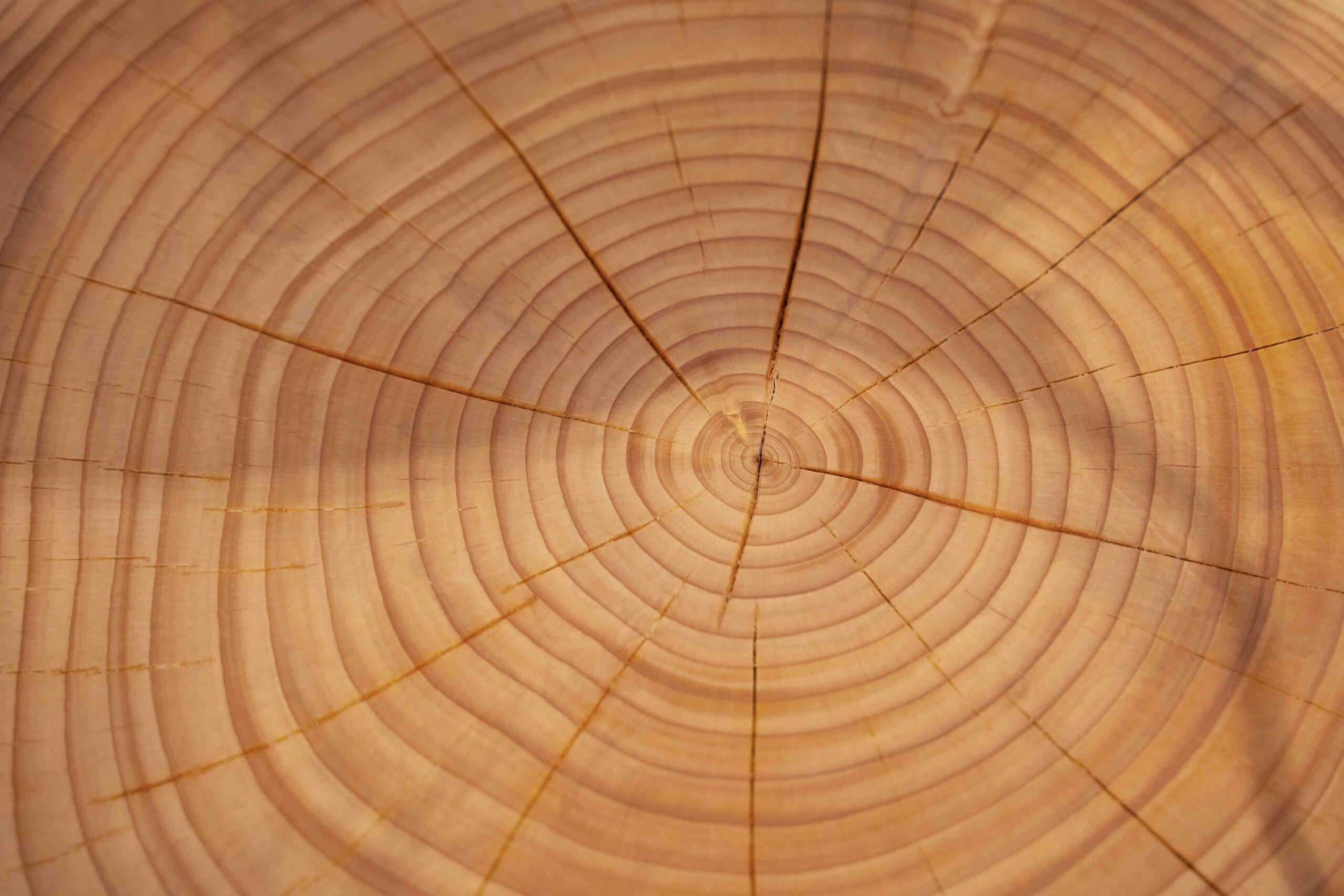 Cliomakeup-hair-spa-aldo-coppola-milano-legno