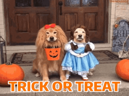 biscotti-halloween-ricette-facili-idee-spaventose-copertina-gif-cani-trick-treat