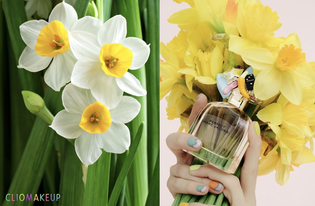 profumi-narciso-cover