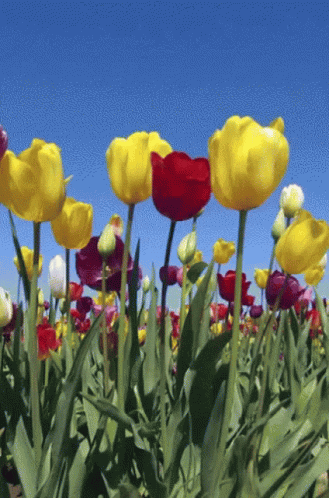 campi-tulipani-italia-gif