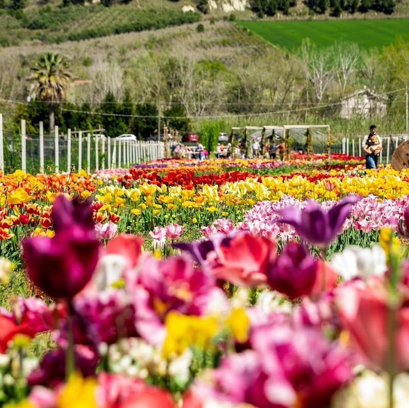 campi-tulipani-italia-marche