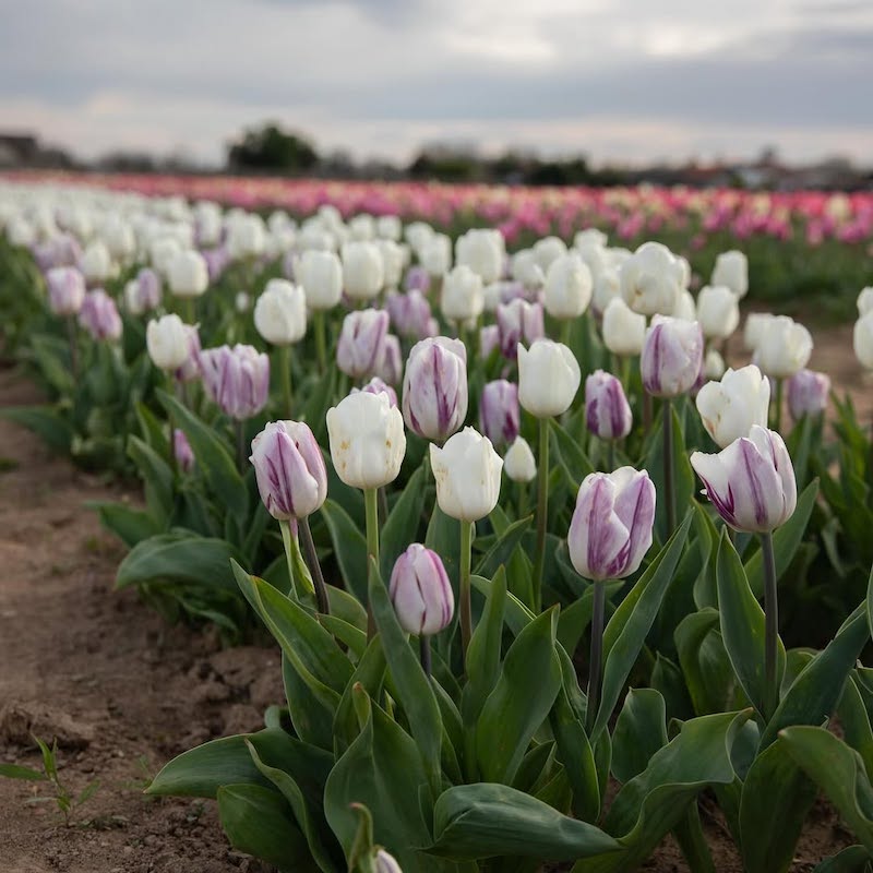 campi-tulipani-italia-ornago