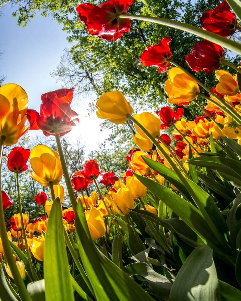 campi-tulipani-italia-piemonte