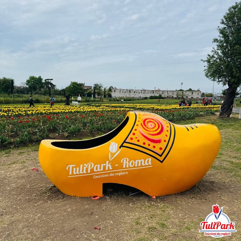 campi-tulipani-italia-roma