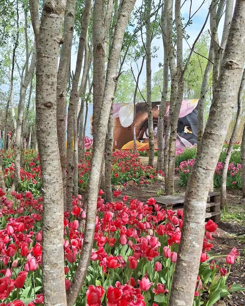 campi-tulipani-italia-sardegna