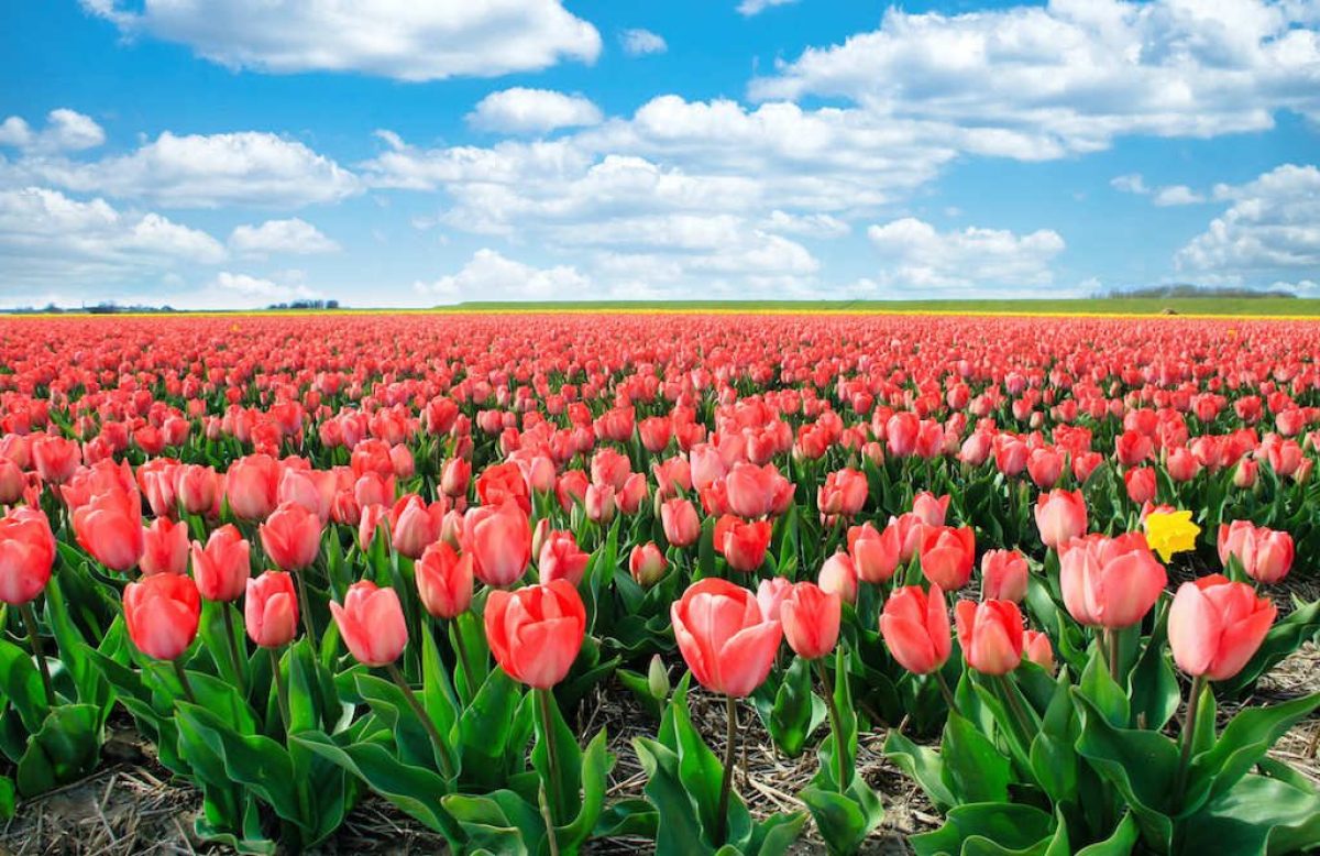 campi-tulipani-italia