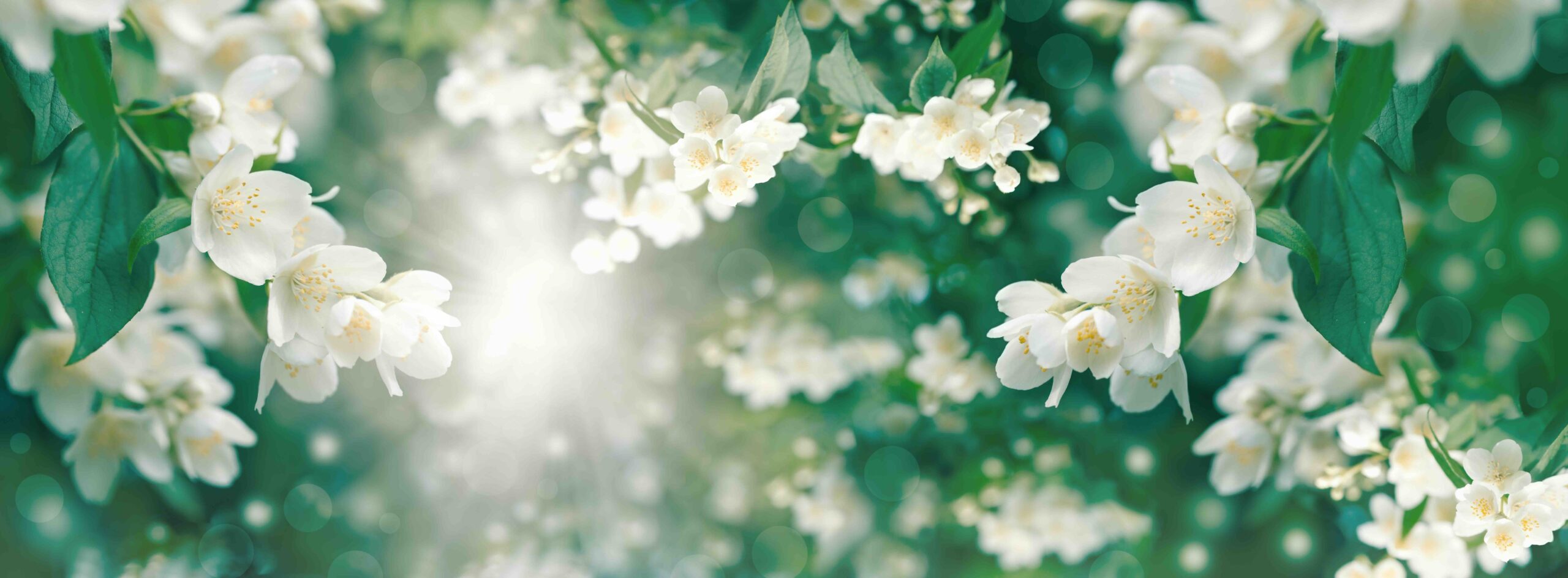 pianta-gelsomino-fiori-luce