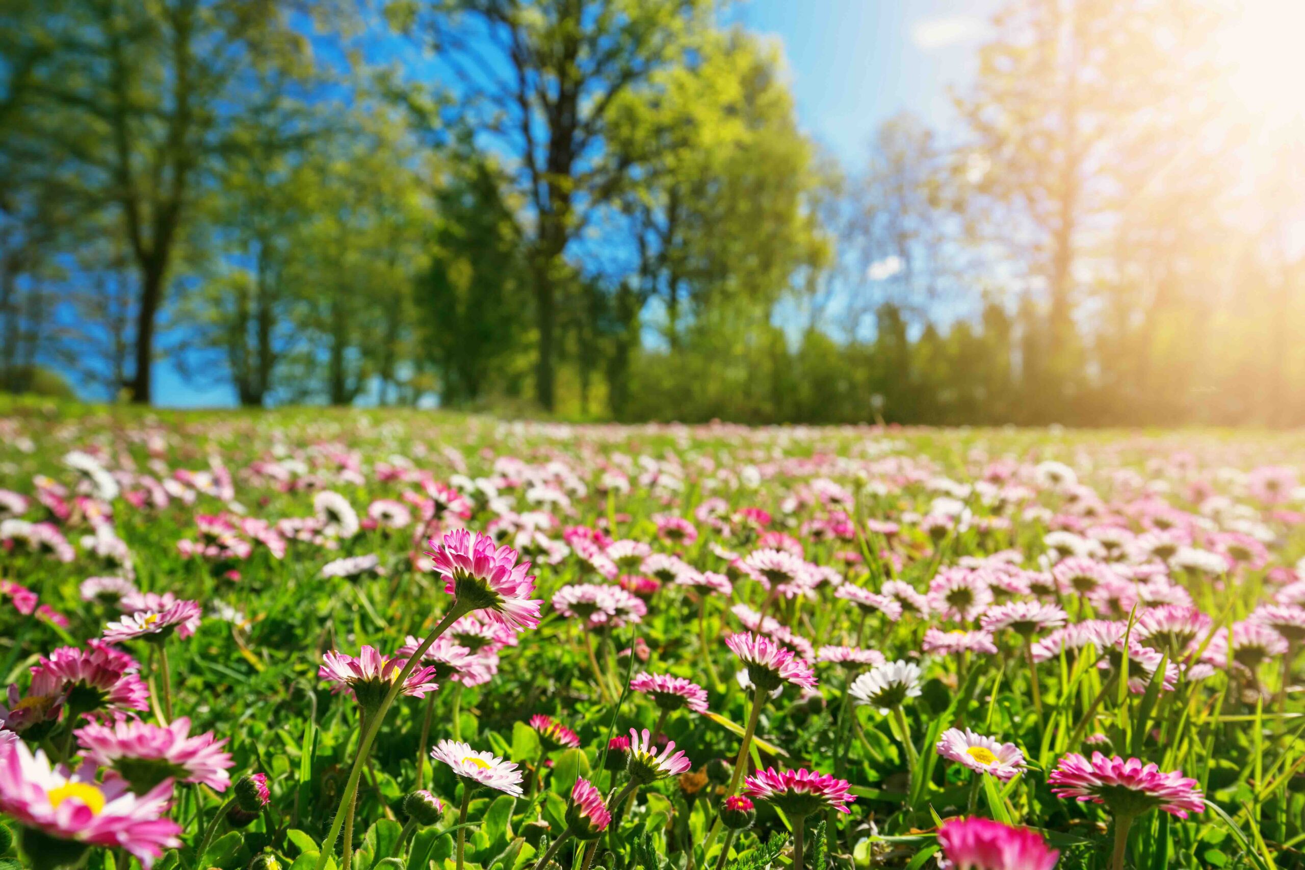 primavera-prato-alberi-fiori-margherite-rosa