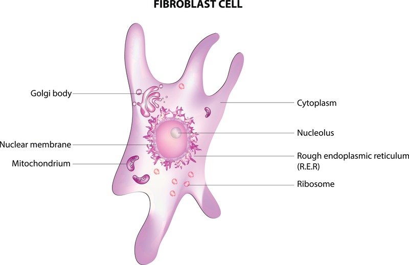 acido-polilattico-fibroblasti