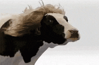cow-nails-mucca
