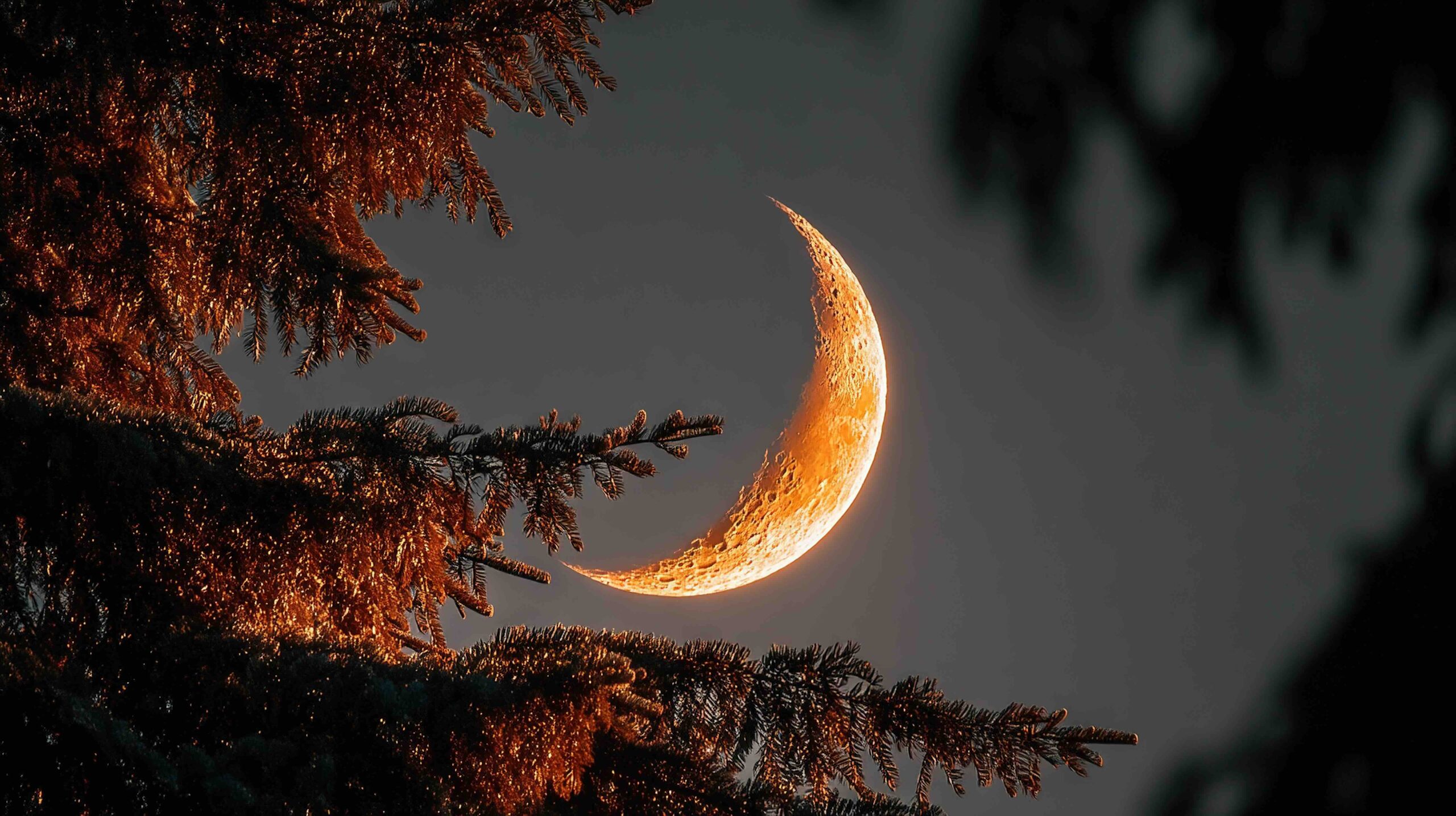 primo-quarto-luna-crescente-alberi