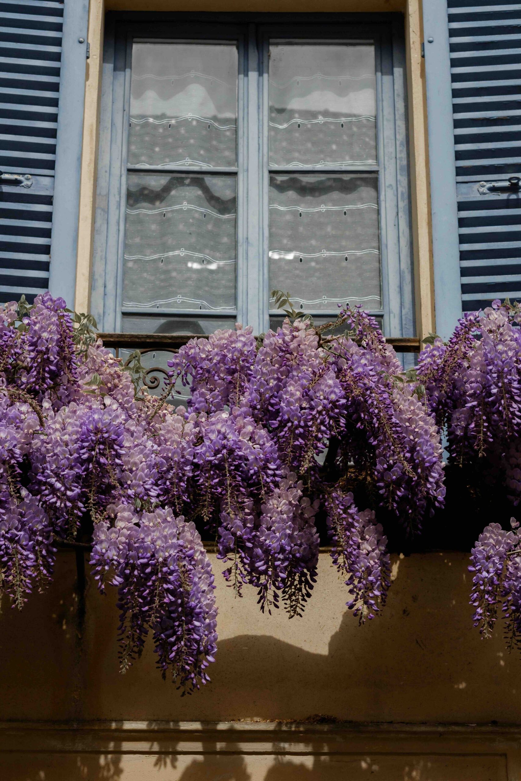 glicine-pianta-balcone
