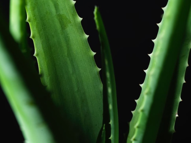 gomiti-secchi-screpolati-aloea-vera