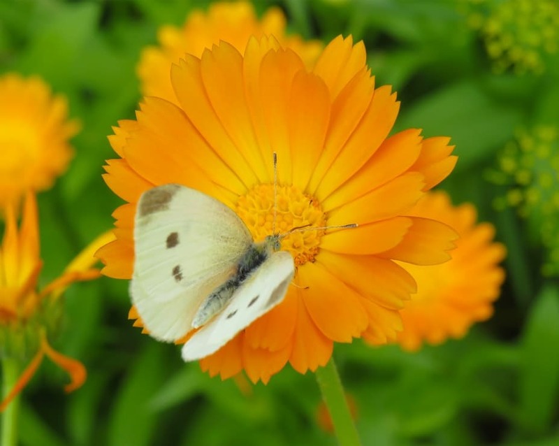 gomiti-secchi-screpolati-calendula