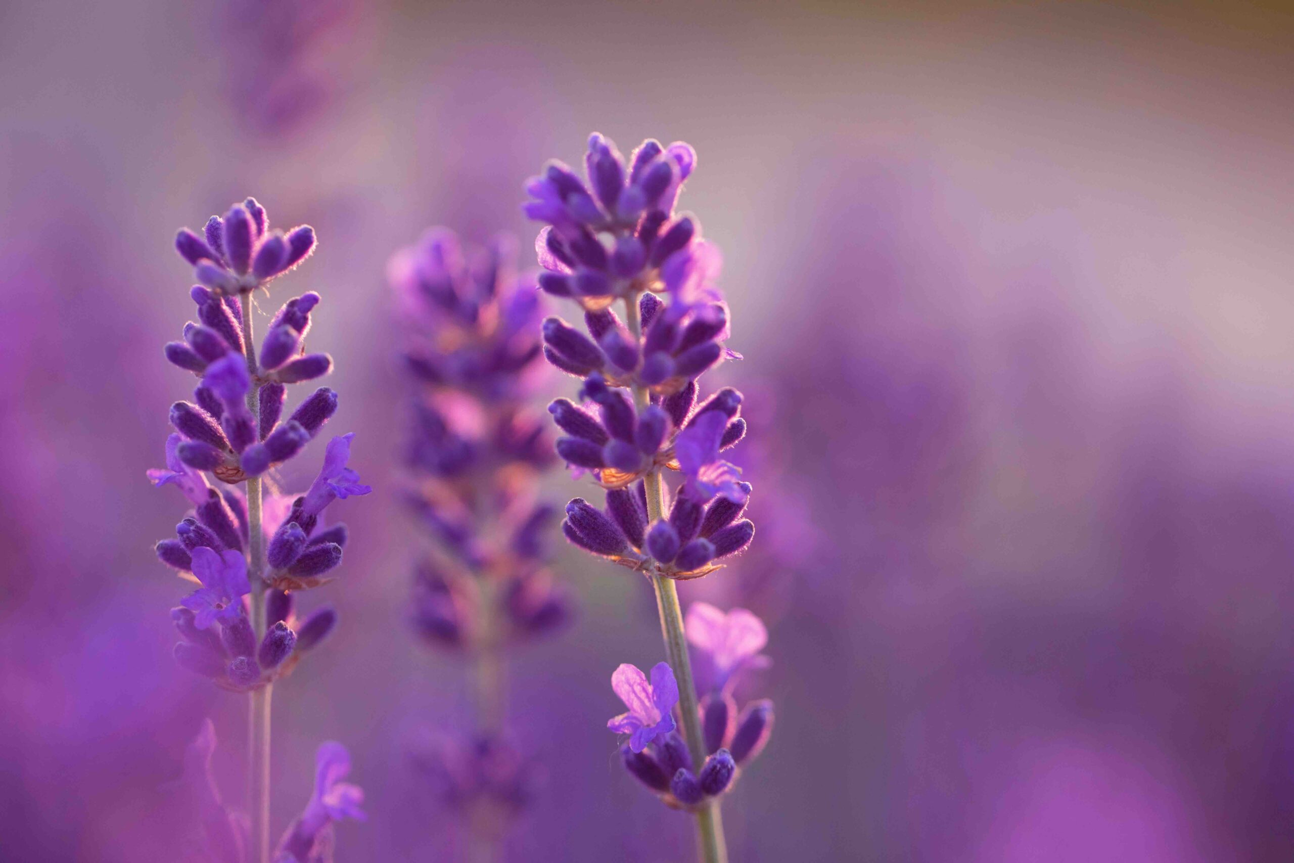 lavanda-pianta-botanica