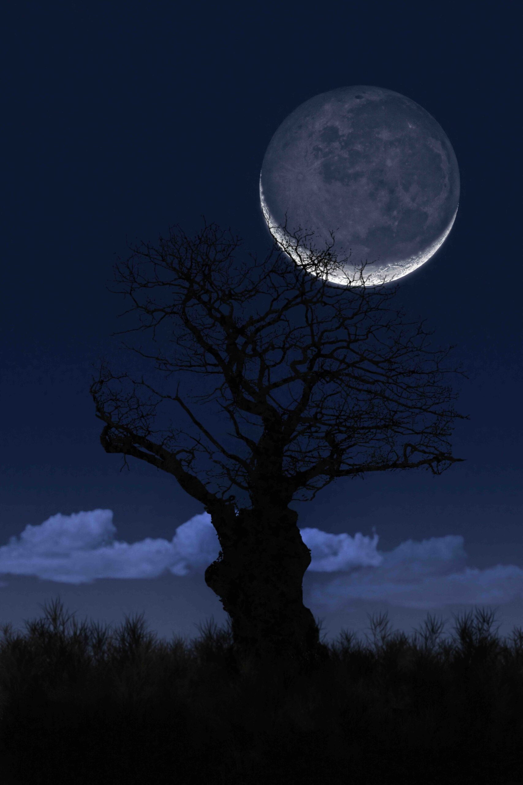 luna-nuova-albero