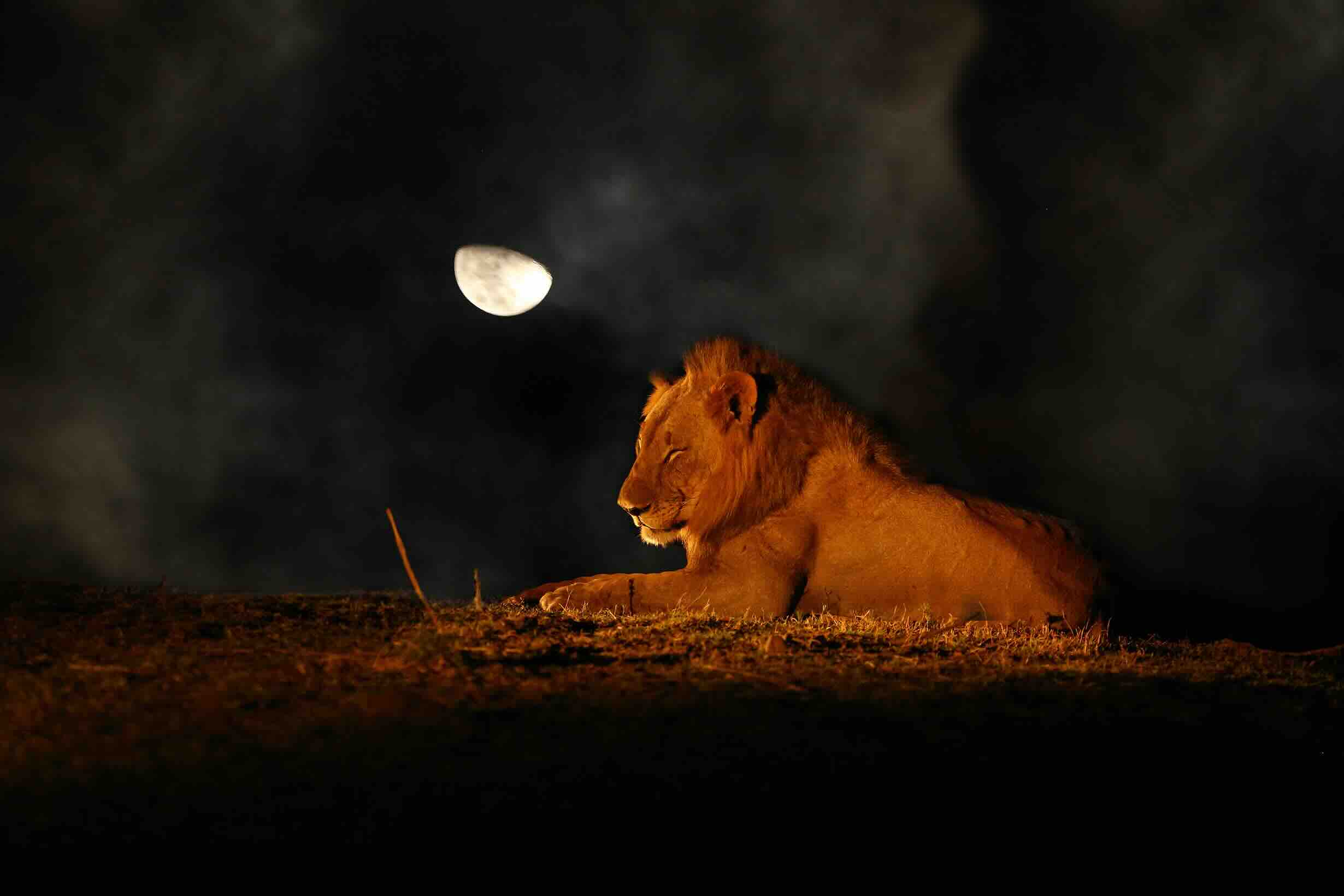 leone-primo-quarto-luna
