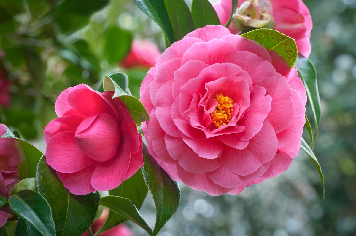 cliomakeup-profumi-camelia-caratteristiche