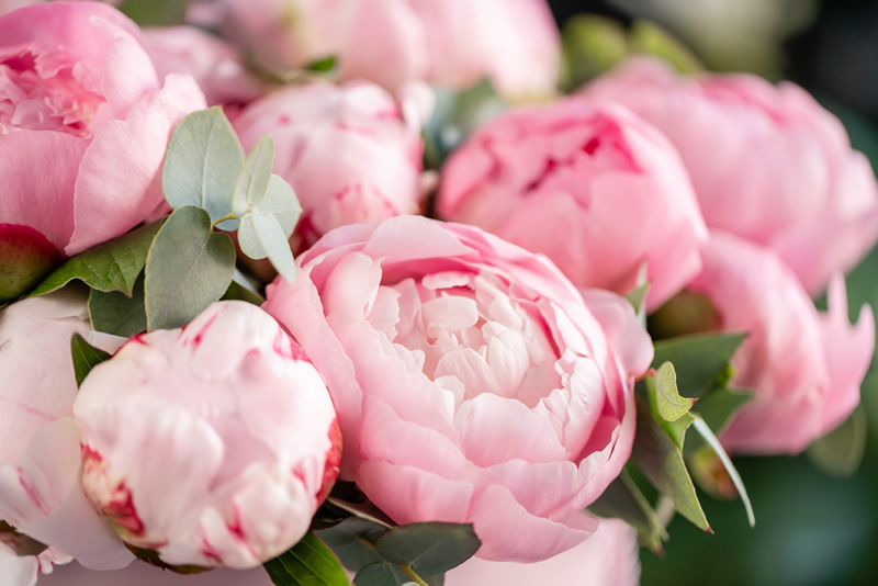 creme-corpo-peonia-boccioli