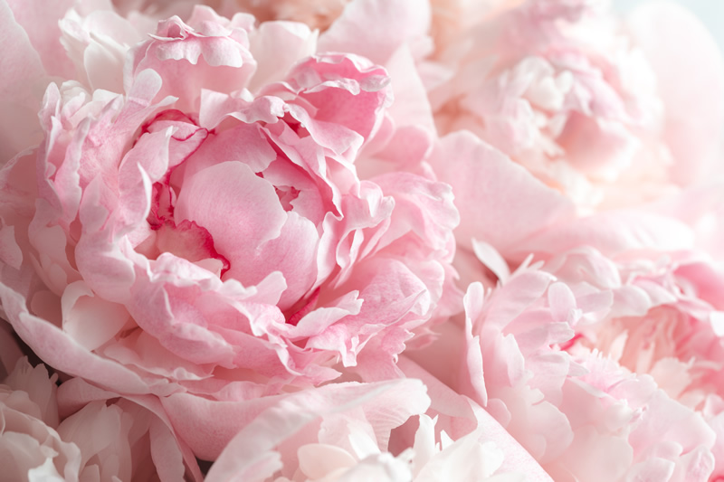 creme-corpo-peonia-chiare 