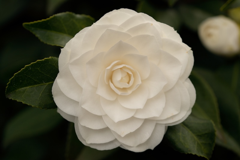 cliomakeup-creme-corpo-camelia-brandy-caratteristiche